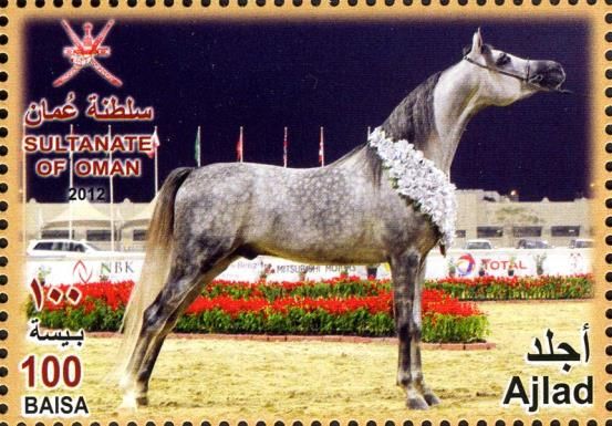 Arabian Horse (Equus ferus caballus) - "Ajlad"