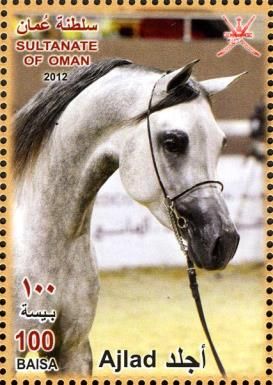 Arabian Horse (Equus ferus caballus) - "Ajlad"