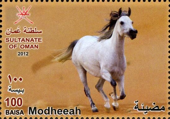 Arabian Horse (Equus ferus caballus) - "Modheeah"