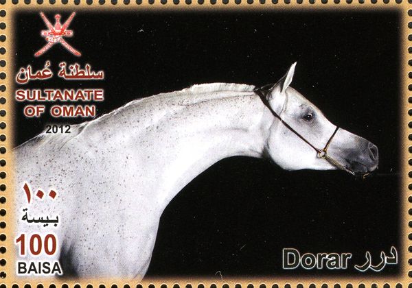 Arabian Horse (Equus ferus caballus) - "Dorar"