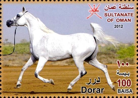 Arabian Horse (Equus ferus caballus) - "Dorar"