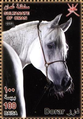 Arabian Horse (Equus ferus caballus) - "Dorar"