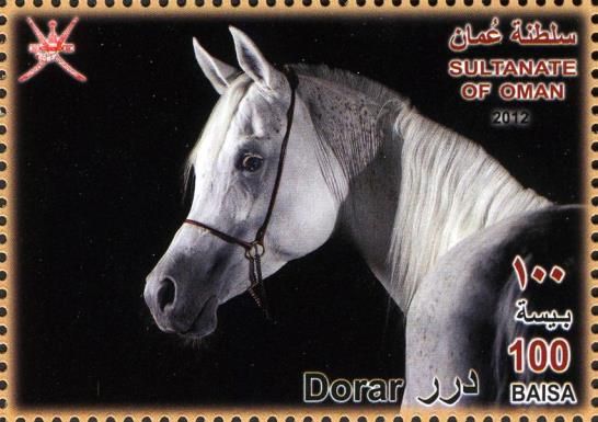 Arabian Horse (Equus ferus caballus) - "Dorar"