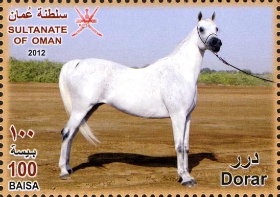 Arabian Horse (Equus ferus caballus) - "Dorar"