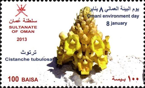 Cistanche tubulosa