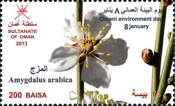Amygdalas arabica