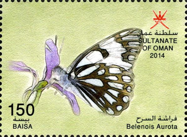 African Caper White (Belenois aurota)