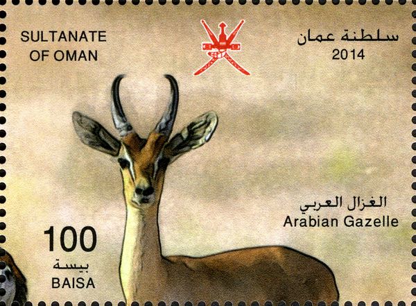 Arabian Gazelle (Gazella arabica)