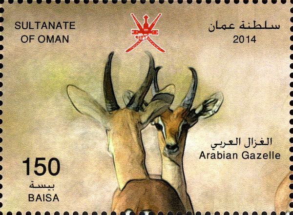 Arabian Gazelle (Gazella arabica)