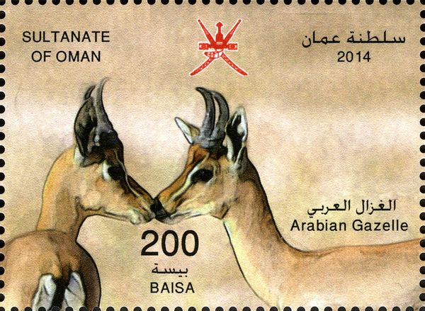 Arabian Gazelle (Gazella arabica)