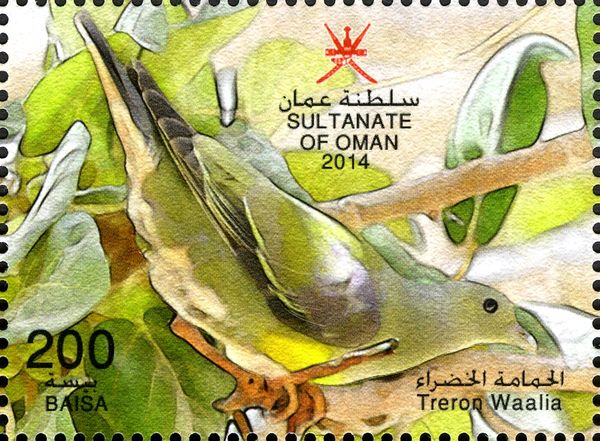 Bruce's Green Pigeon (Treron waalia)