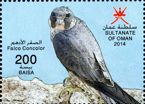 Sooty Falcon (Falco concolor)