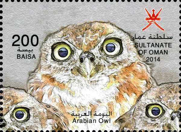 Arabian Scops-Owl (Otus pamelae)