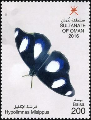 Danaid Eggfly (Hypolimnas misippus)
