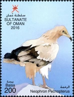 Egyptian vulture (Neophron percnopterus)