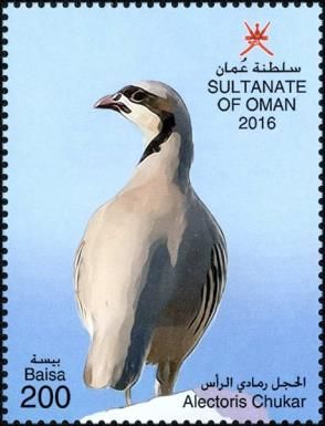 Chukar Partridge (Alectoris chukar)
