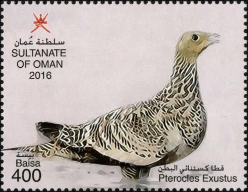 Chestnut-bellied Sandgrouse (Pterocles exustus)