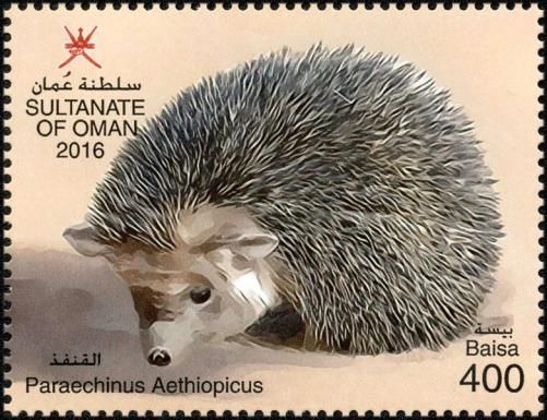 Desert Hedgehog (Paraechinus aethiopicus)