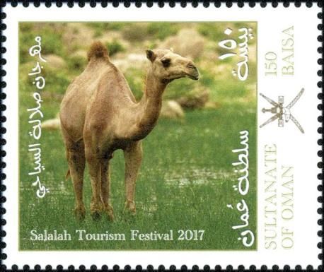 Arabian camel (Camelus dromedarius)