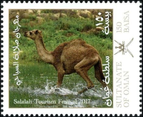 Arabian camel (Camelus dromedarius)