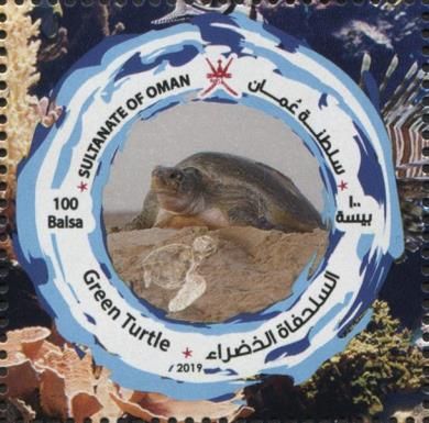 Green Sea Turtle (Chelonia mydas)