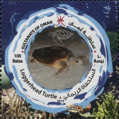 Loggerhead Sea Turtle (Caretta caretta)