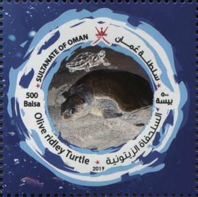 Olive Ridley Sea Turtle (Lepidochelys olivacea)