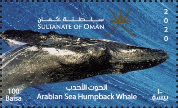 Arabian Sea Humpback Whale (Megaptera novaeangliae)