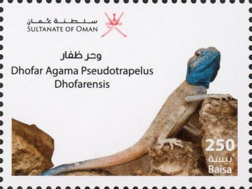 Dhofar Agama (Pseudotrapelus dhofarensis)