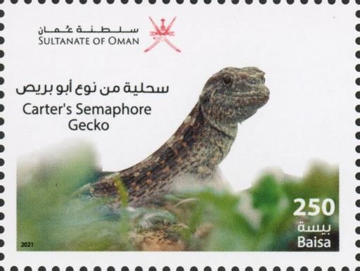 Carter's Semaphore Gecko (Pristurus carteri)