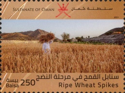 Ripe Wheat Spikes