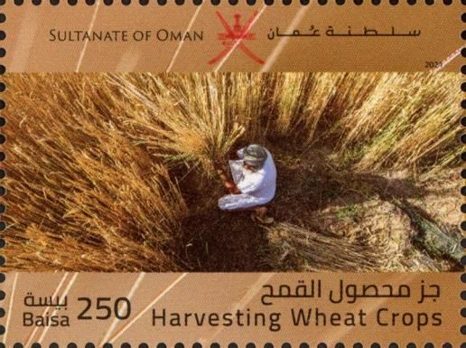 Harvesting Wheat Crops
