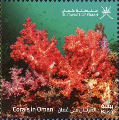 Corals of Oman