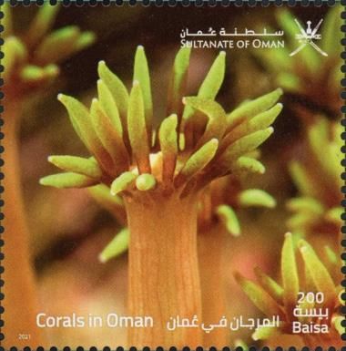 Corals of Oman