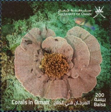 Corals of Oman