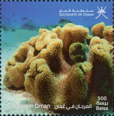 Corals of Oman