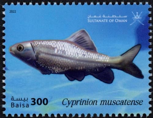 Cyprinion muscatense