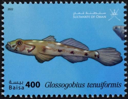 Glossogobius tenuiformis