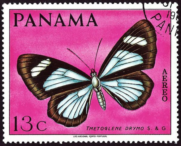 Butterfly (Timetoglene drymo)