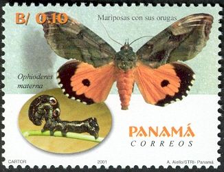 Moth (Ophioderes materna)