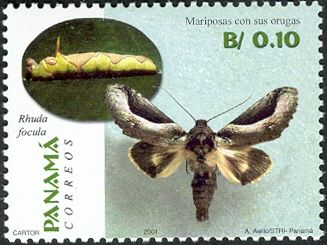Moth (Rhuda focula)