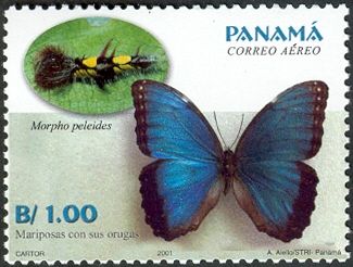 Common Morpho (Morpho peleides)