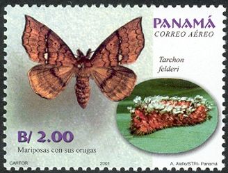 Shag-carpet Caterpillar (Tarchon felderi)
