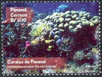 Boulder Star Coral (Montastraea annularis)