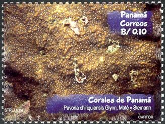 Leaf Coral (Pavona chiriquiensis)