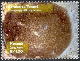 Massive Starlet Coral (Siderastrea glynni)