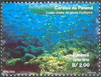Coral (Pocillopora)