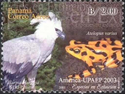Endangered Species - Harpy Eagle (Harpia harpyja), Clown Fro