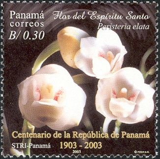 Peristeria elata
