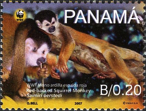 Central American Squirrel Monkey (Saimiri oerstedii)